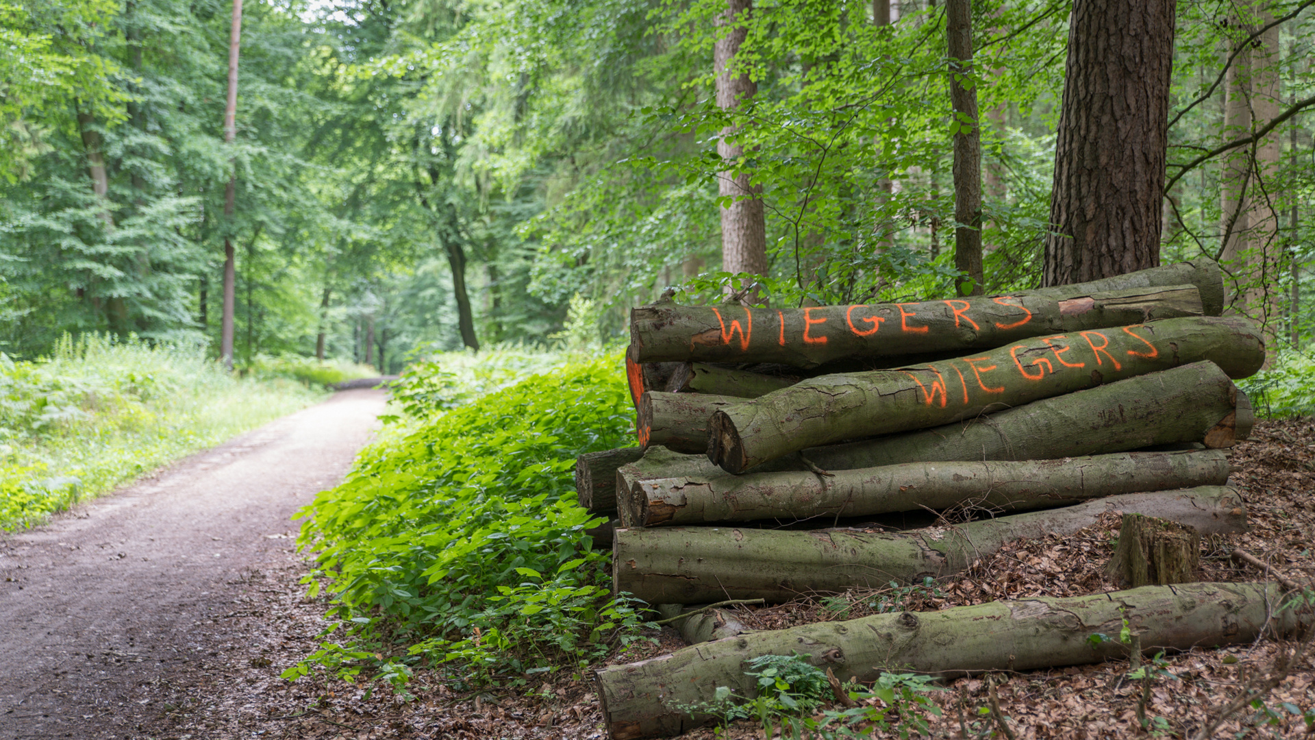 Waldweg 05