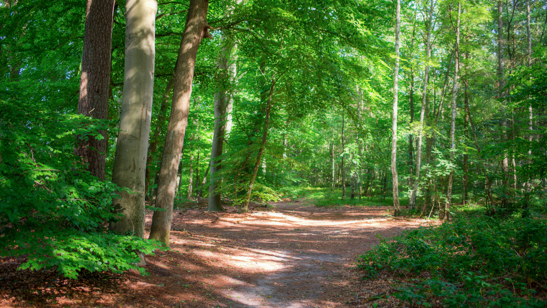 Waldweg 06