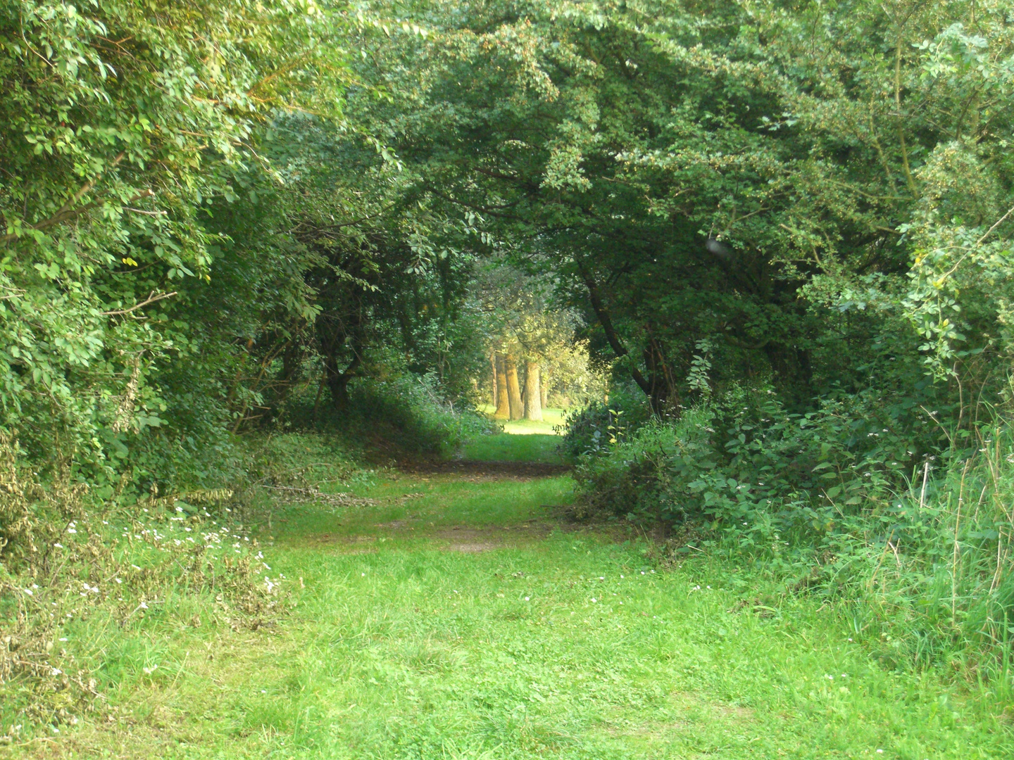 Waldweg 