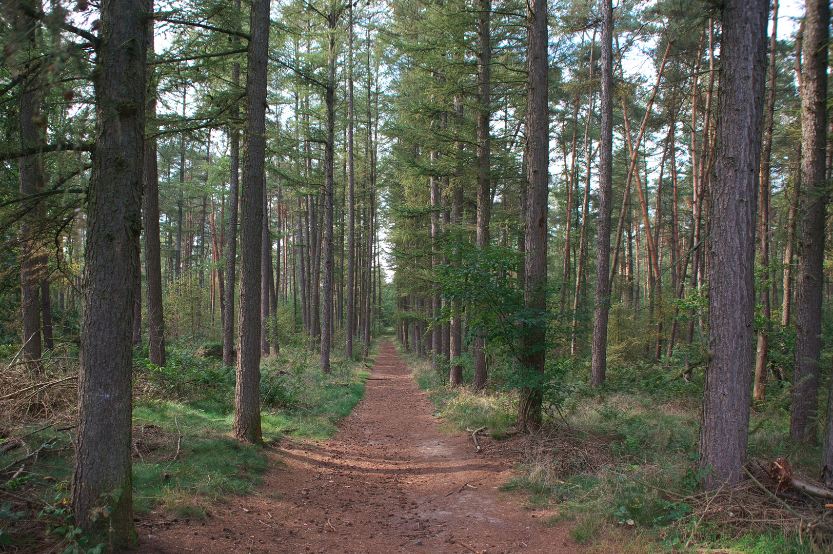 waldweg ......