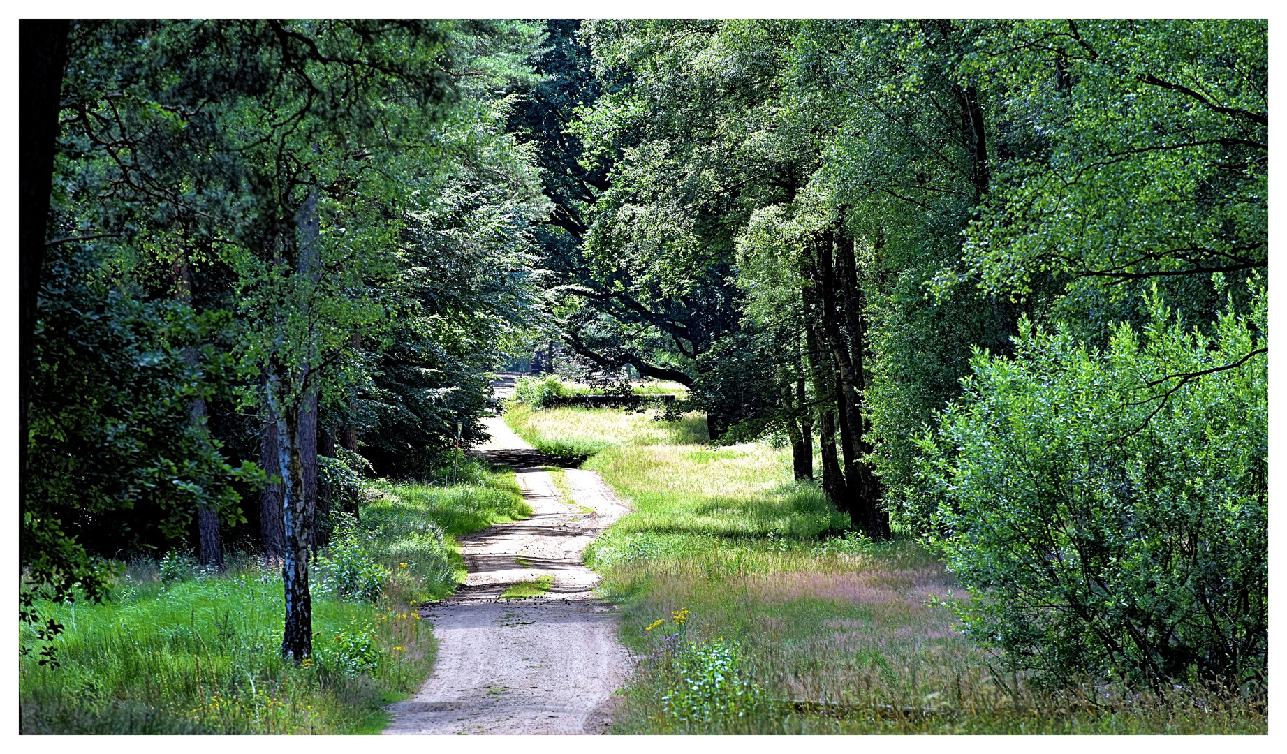 Waldweg