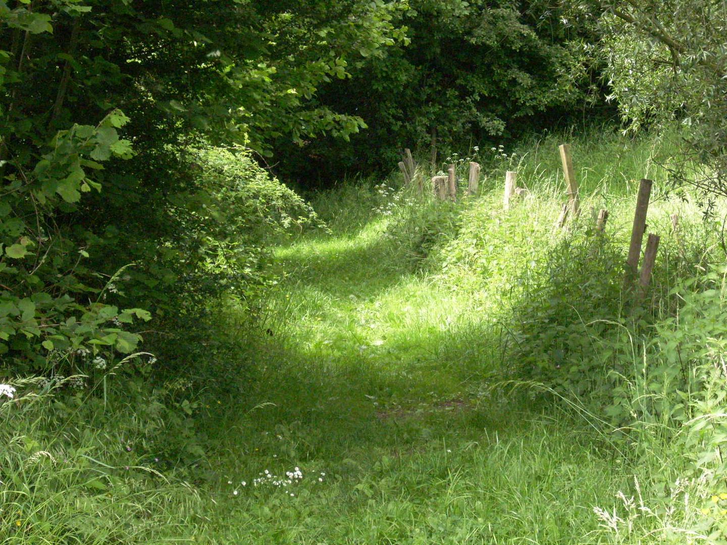 Waldweg