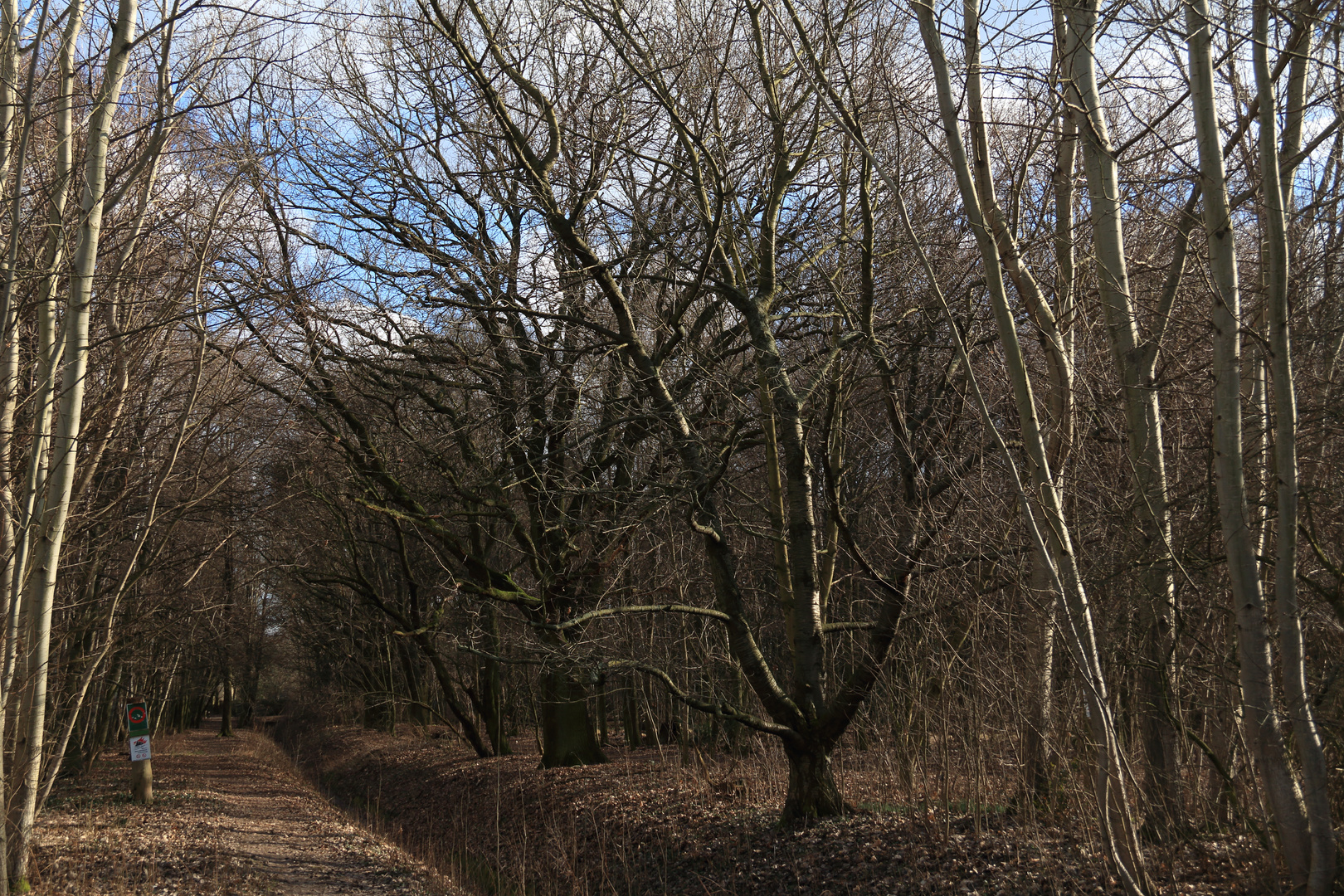 Waldweg