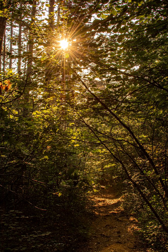 Waldweg