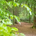 Waldweg 08