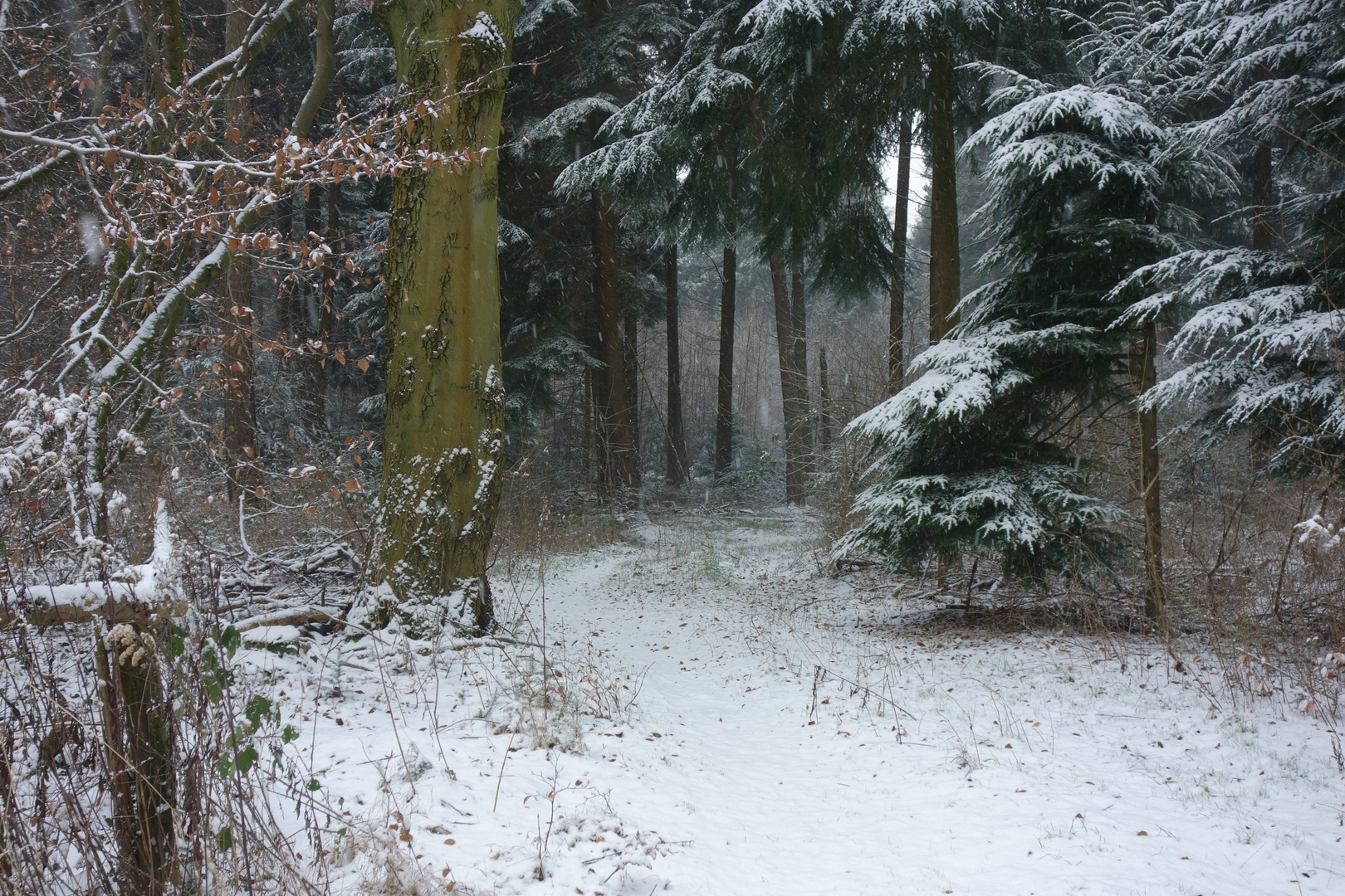 Waldweg