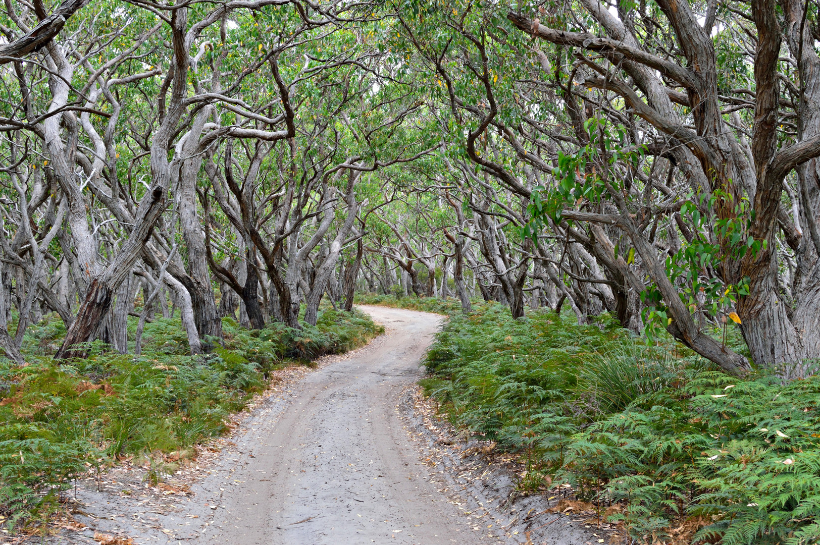 Waldweg