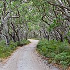 Waldweg