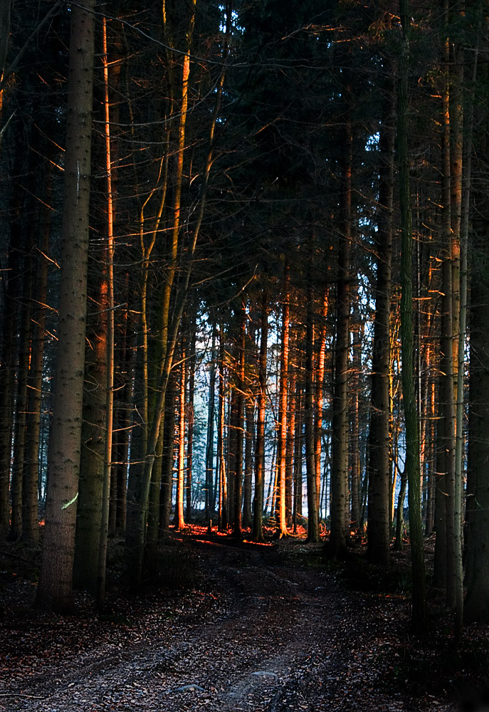 Waldweg