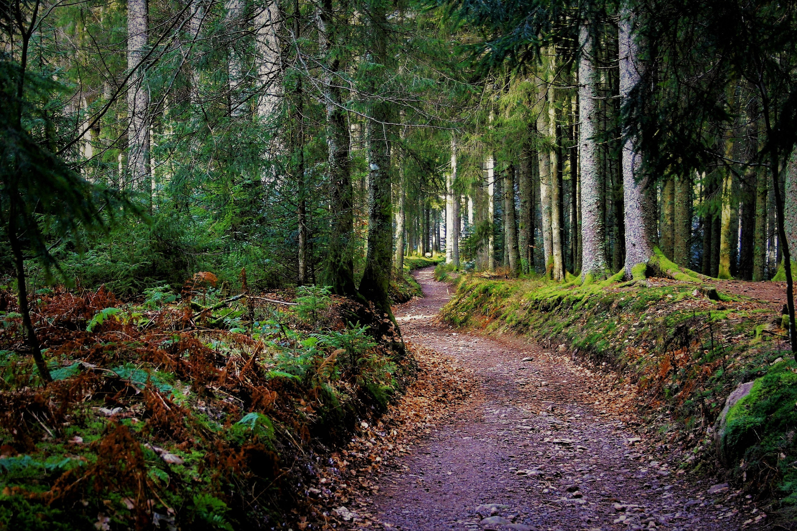 waldweg