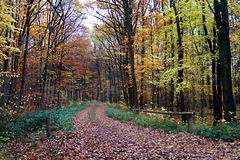 Waldweg