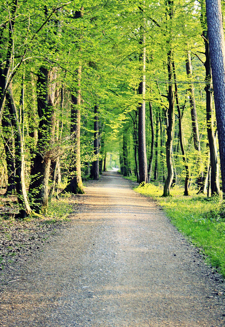 waldweg