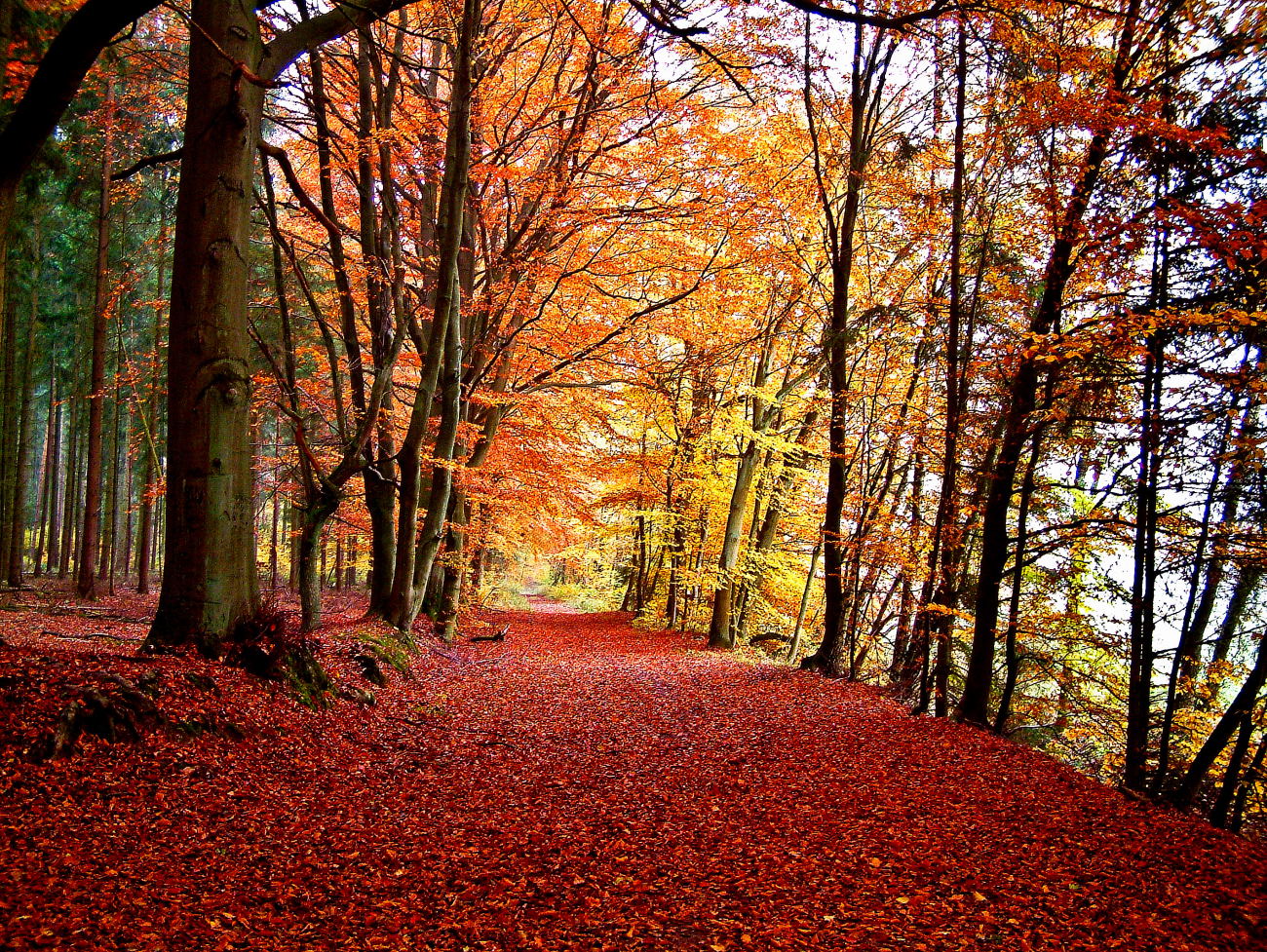 Waldweg