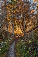 Waldweg