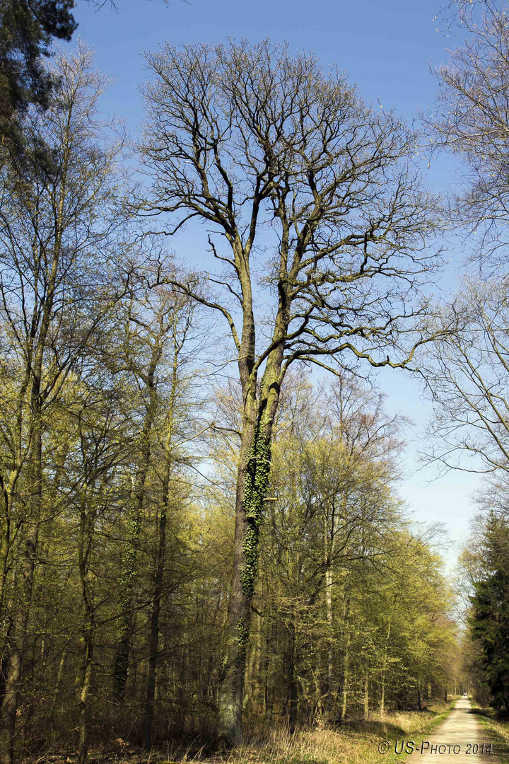 Waldweg