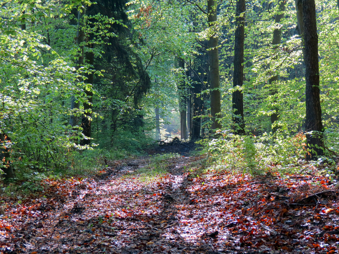 Waldweg 1