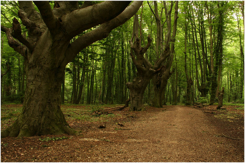 Waldweg 1