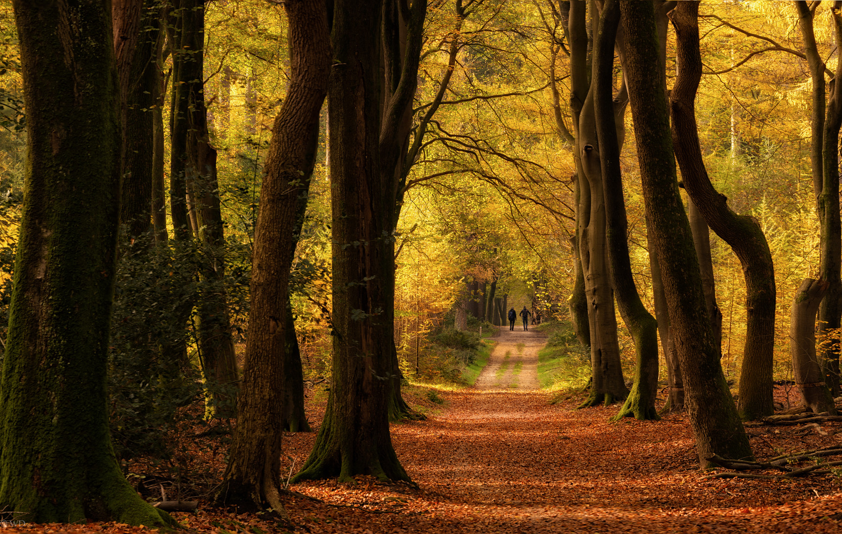 Waldweg 1