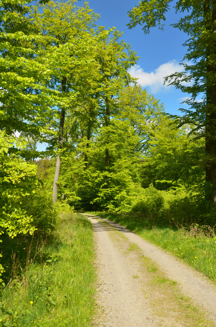 Waldweg