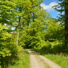 Waldweg