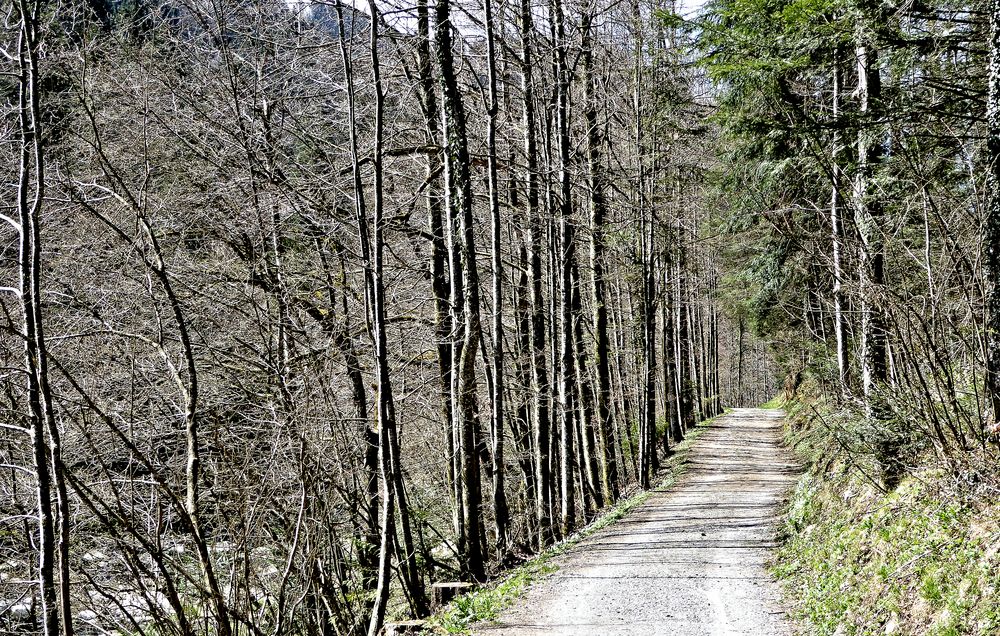 Waldweg