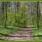 Waldweg