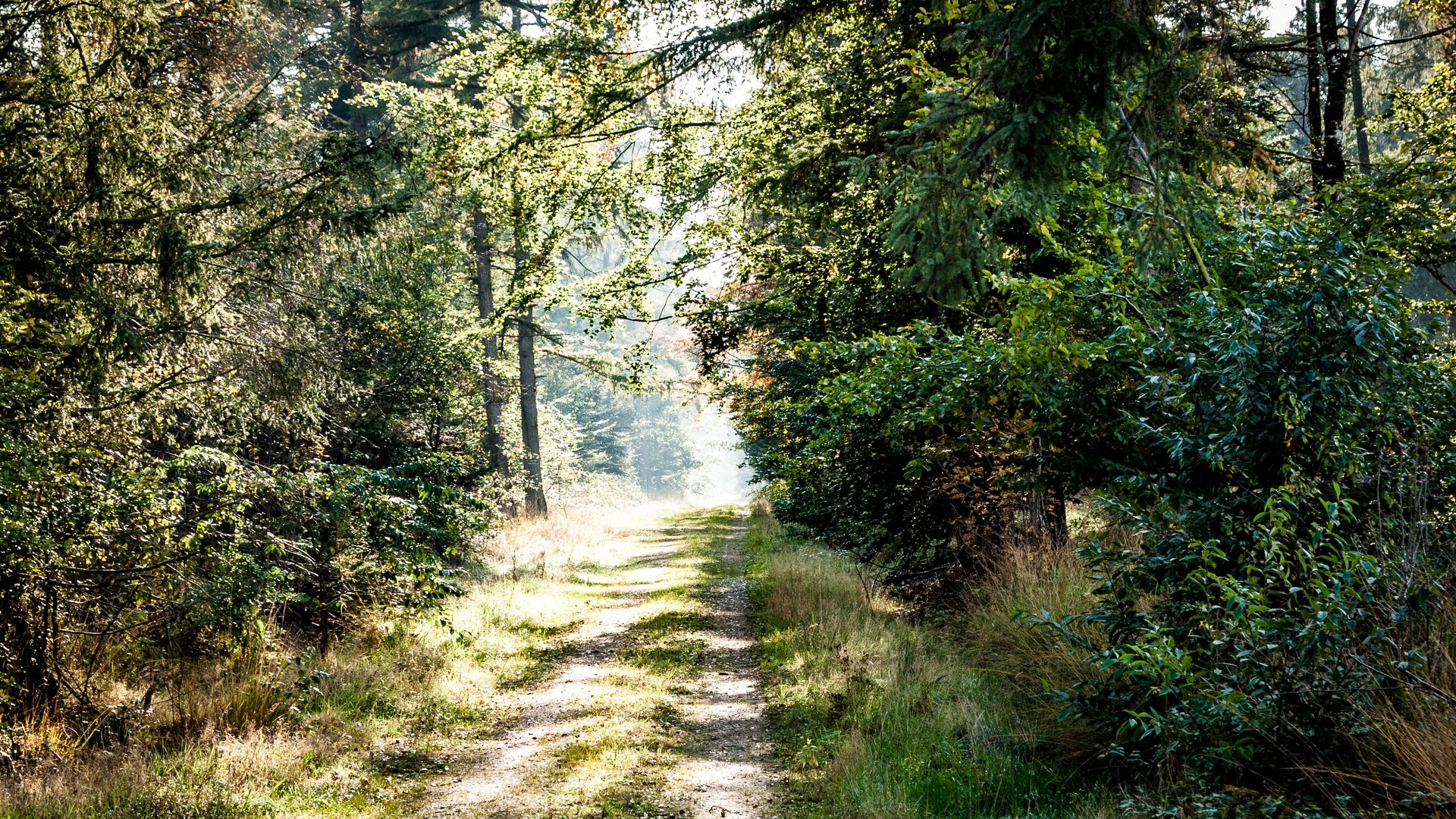 Waldweg