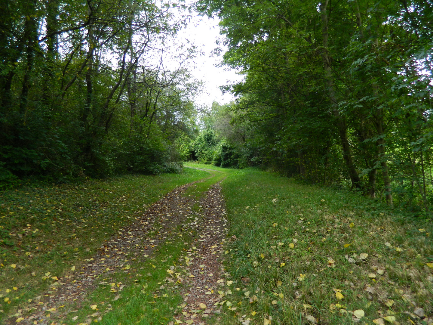 Waldweg