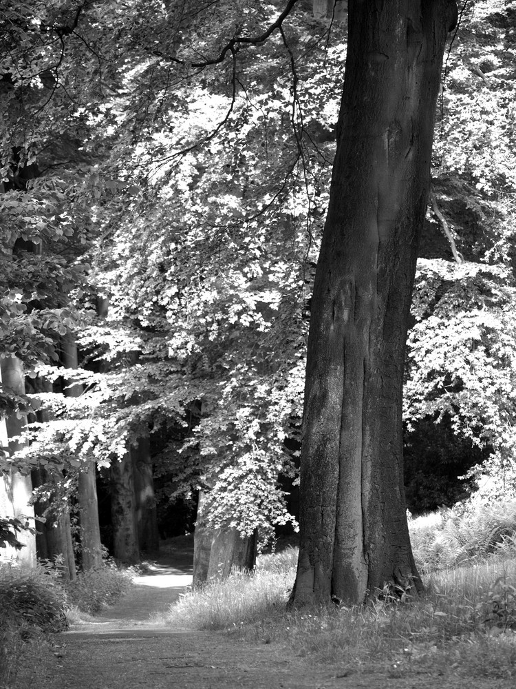 Waldweg