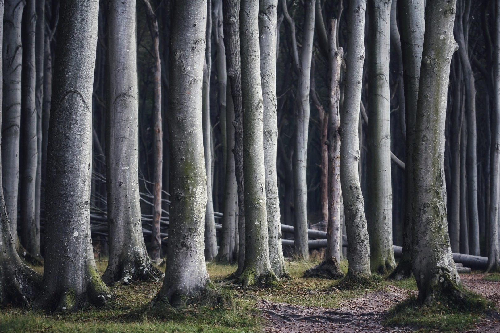 Waldweg