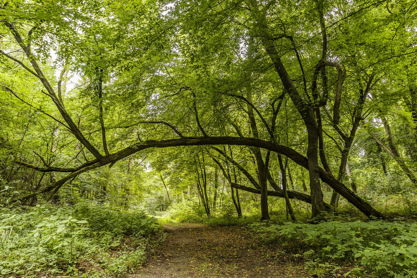 Waldweg