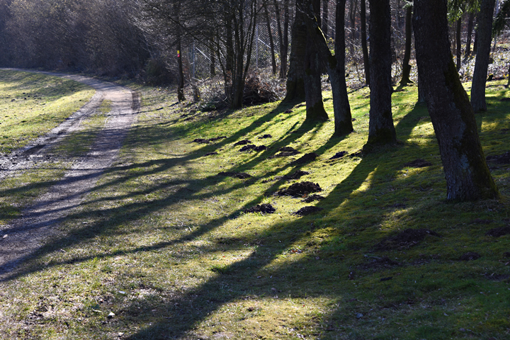 Waldweg