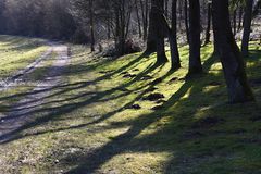 Waldweg