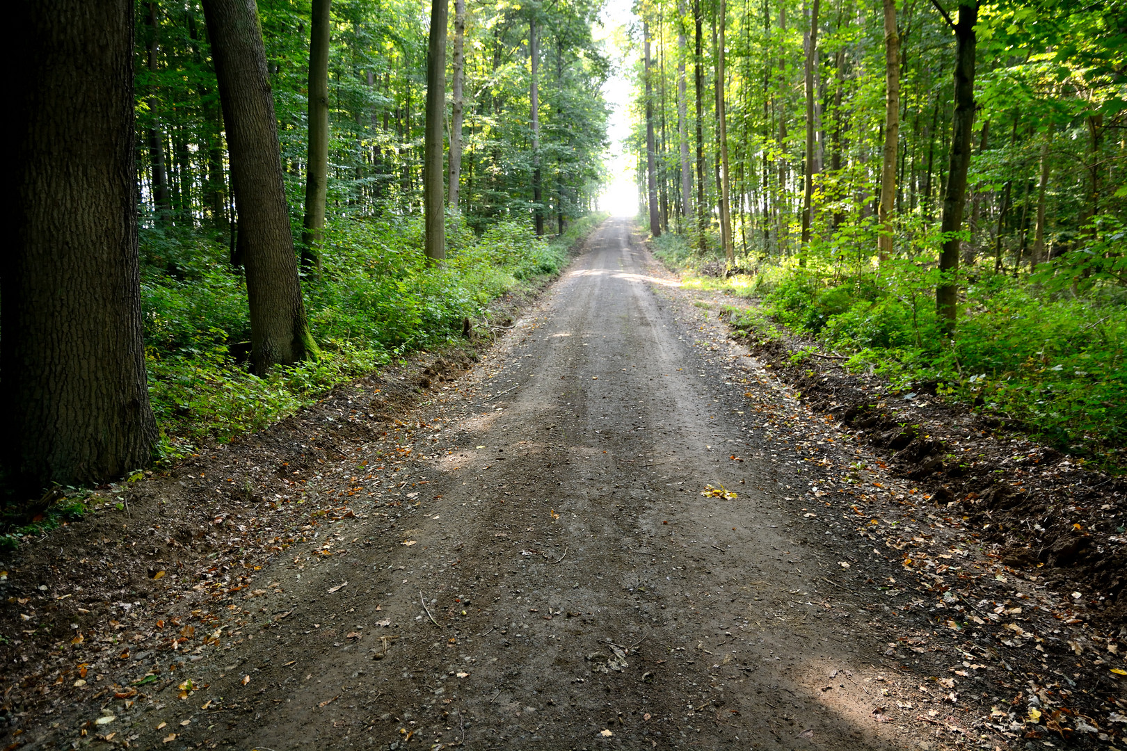 Waldweg