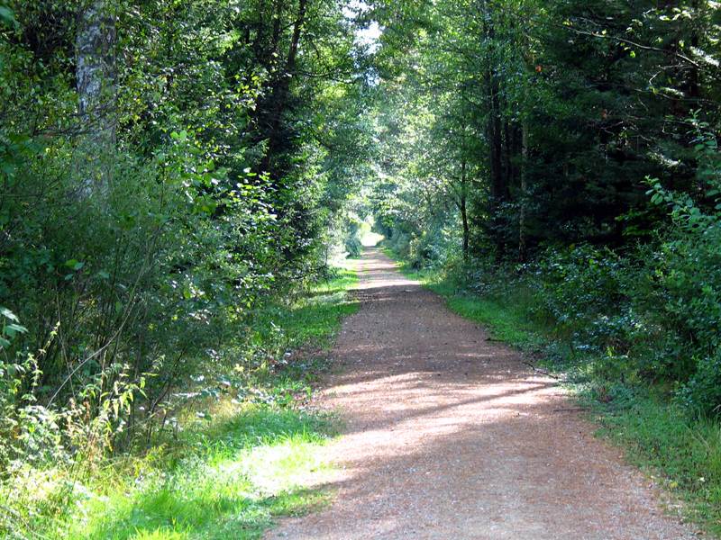 Waldweg