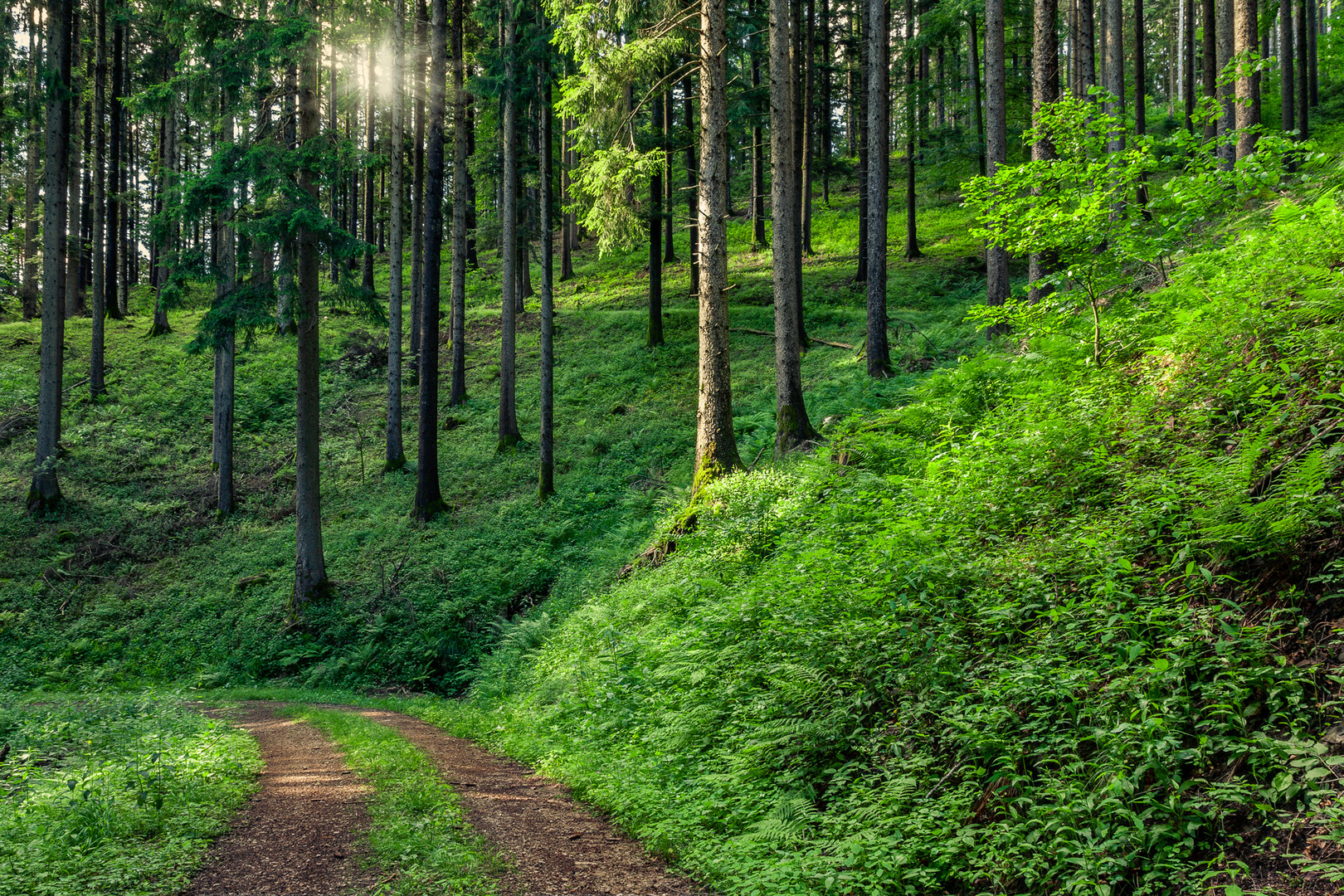 Waldweg