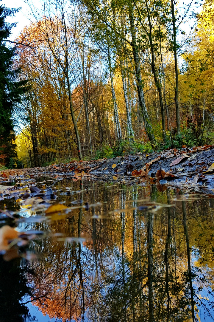 Waldweg 