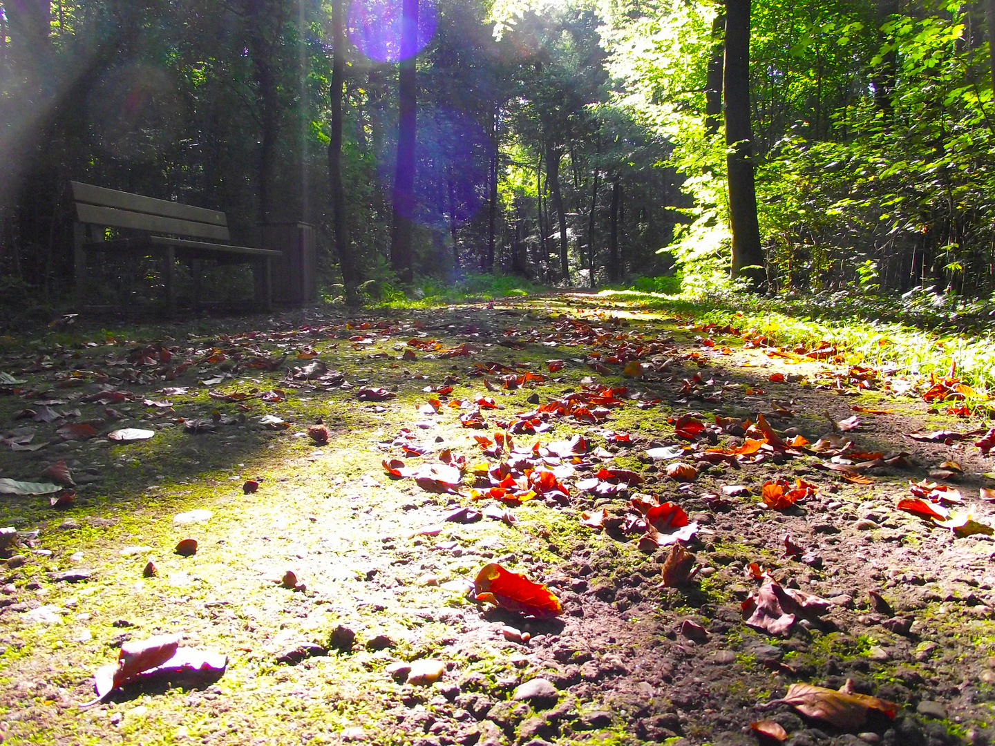 Waldweg