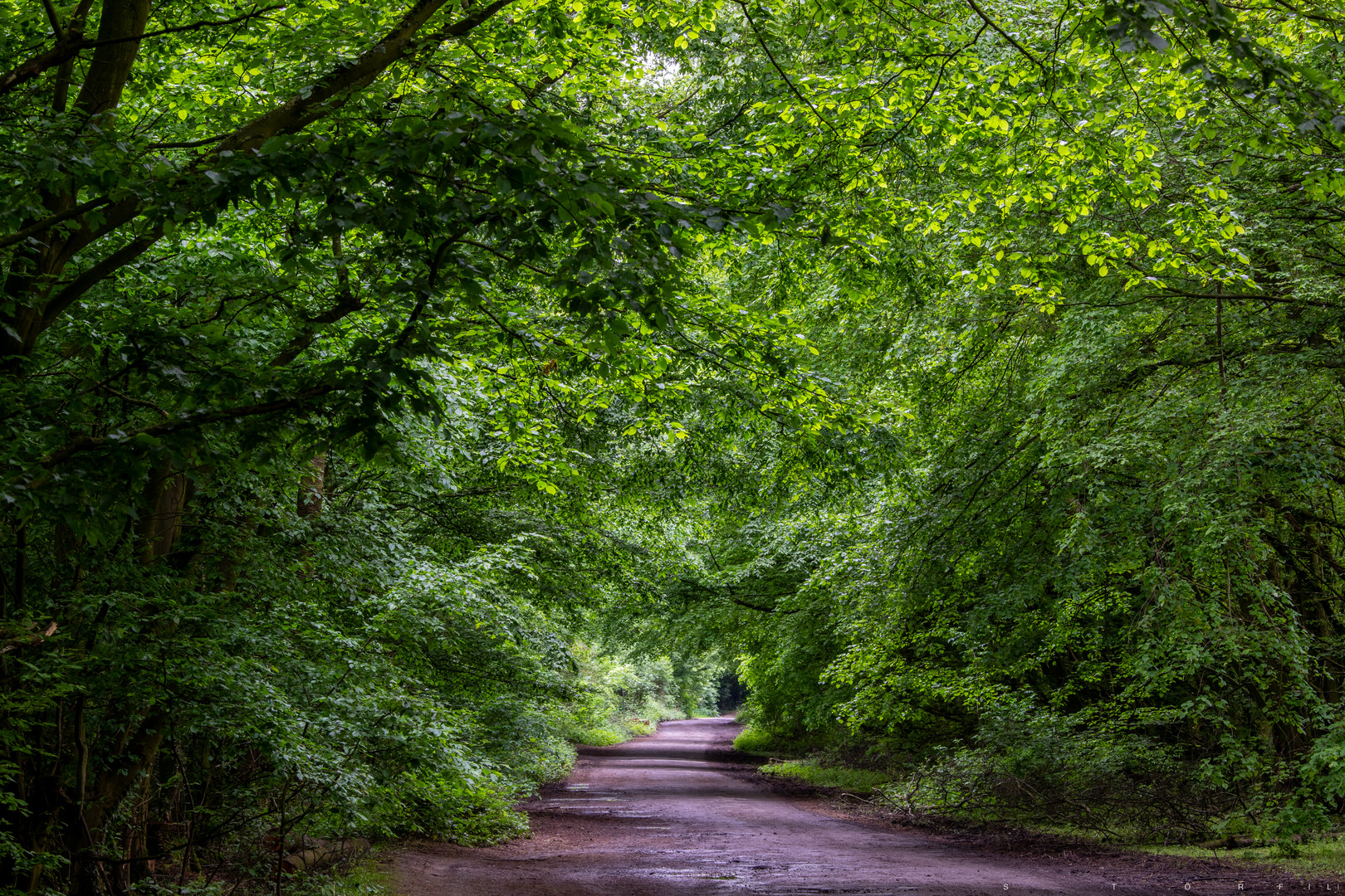 _Waldweg_