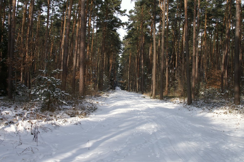 Waldweg