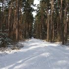 Waldweg