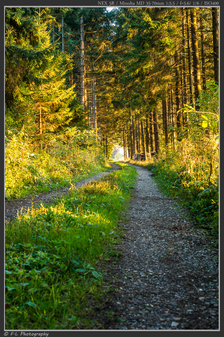 Waldweg