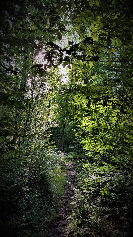 Waldweg 2