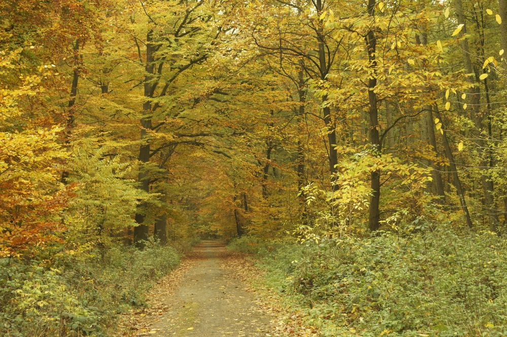 Waldweg 2