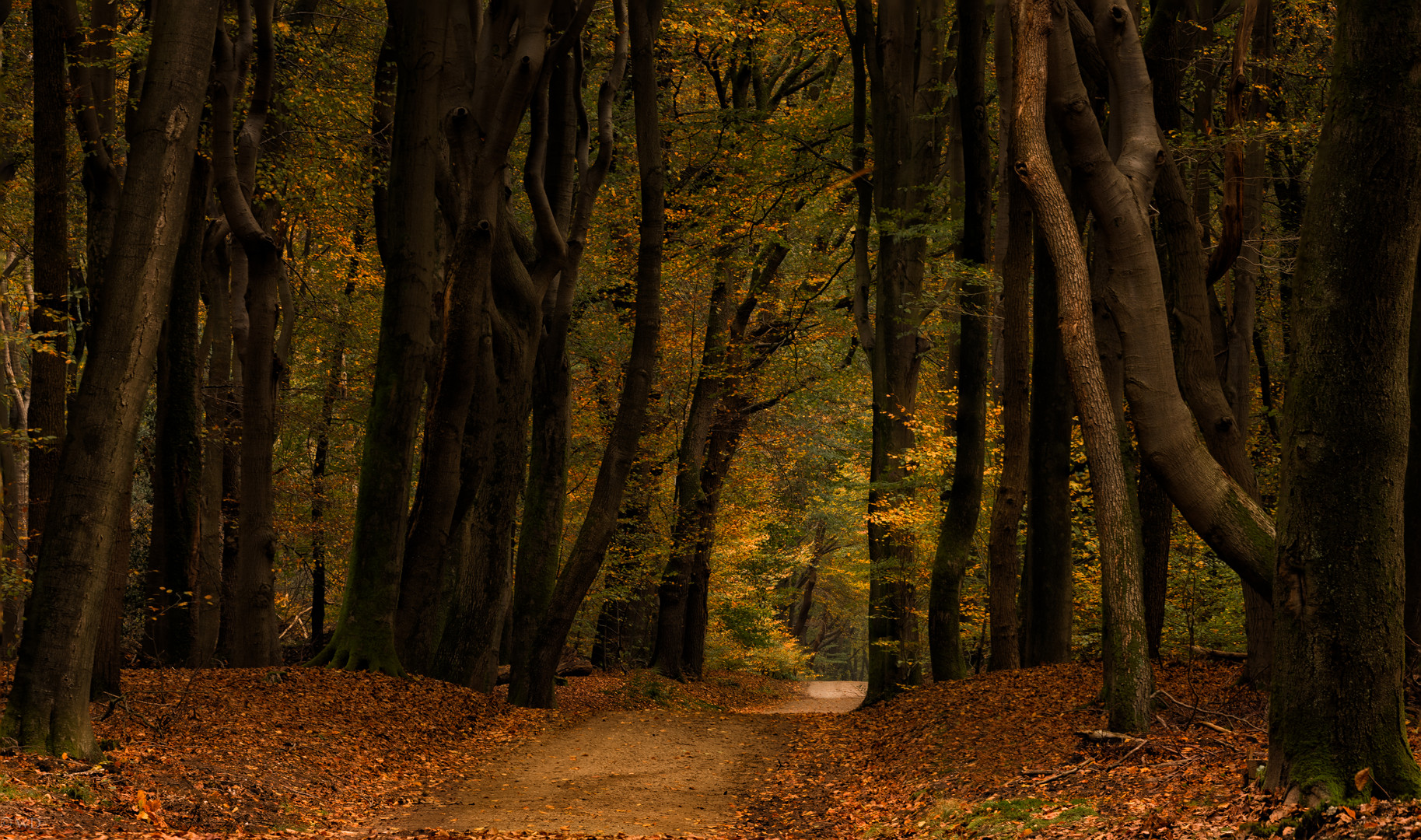 Waldweg 2