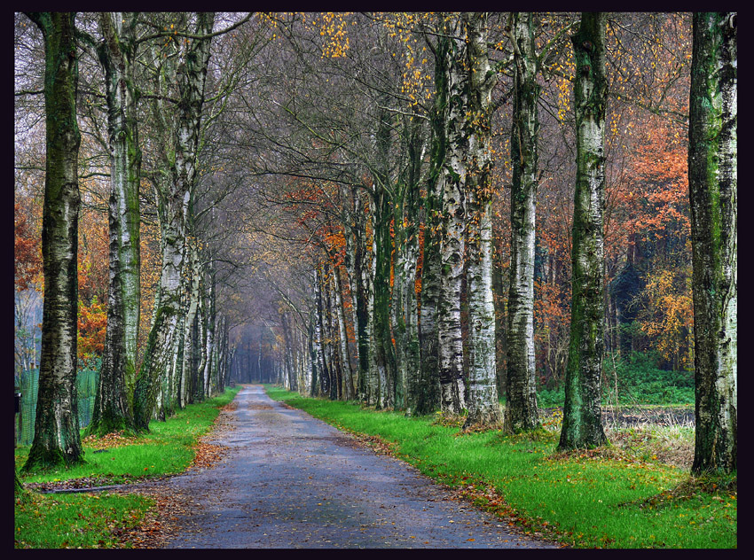 Waldweg 2