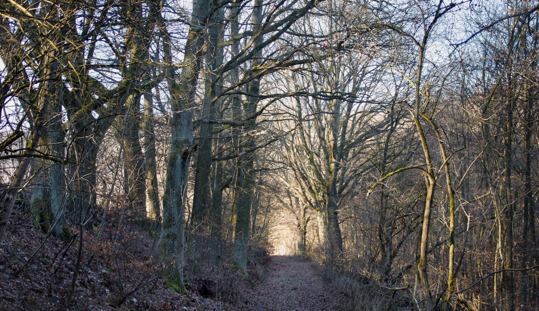 waldweg 2