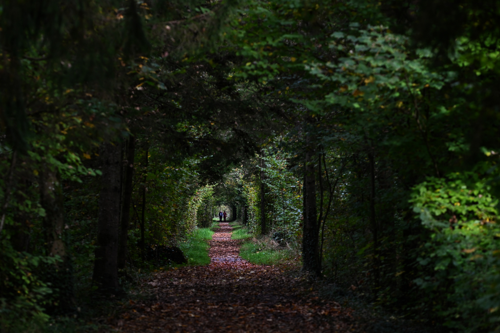 Waldweg 2