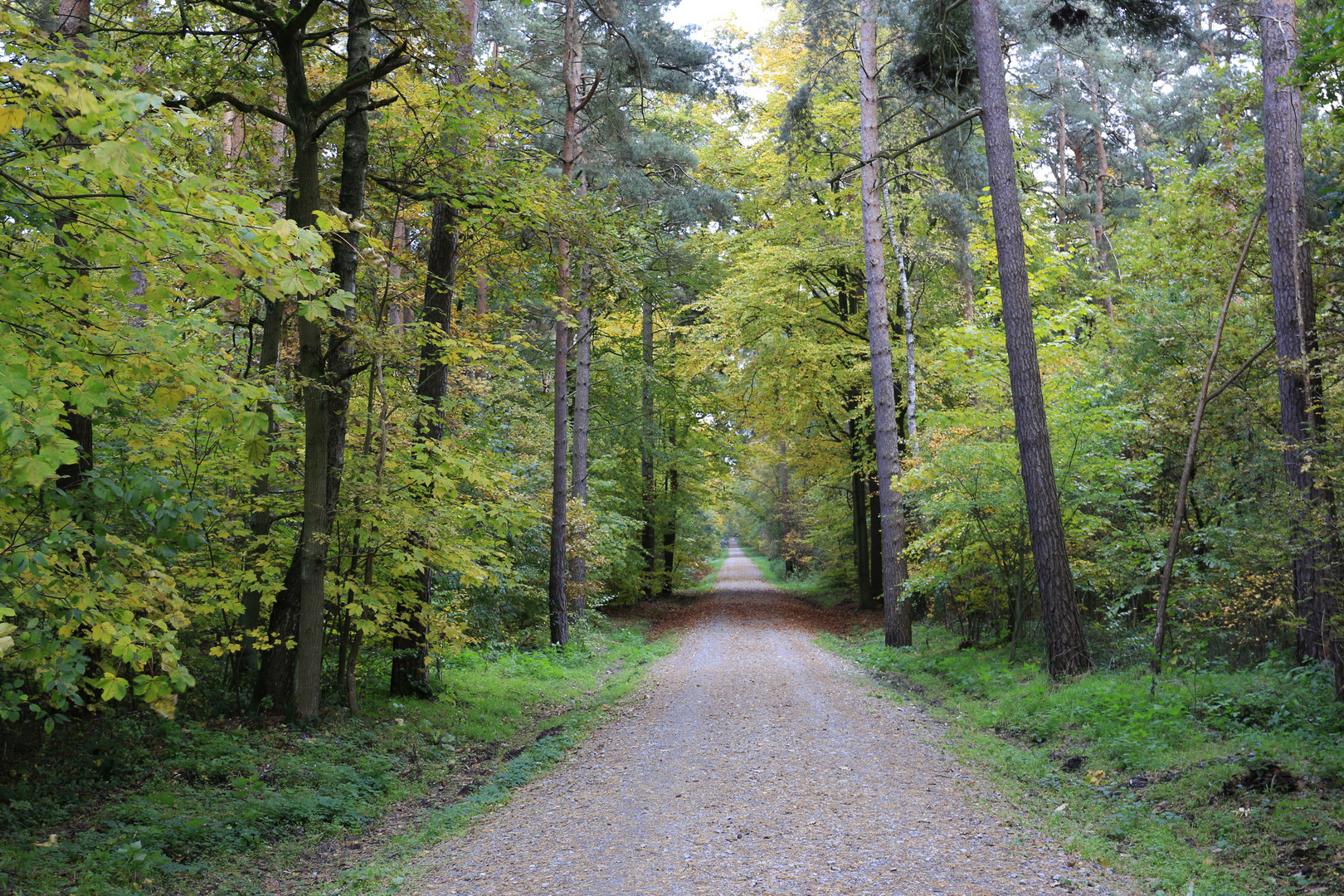 Waldweg ( 2 )