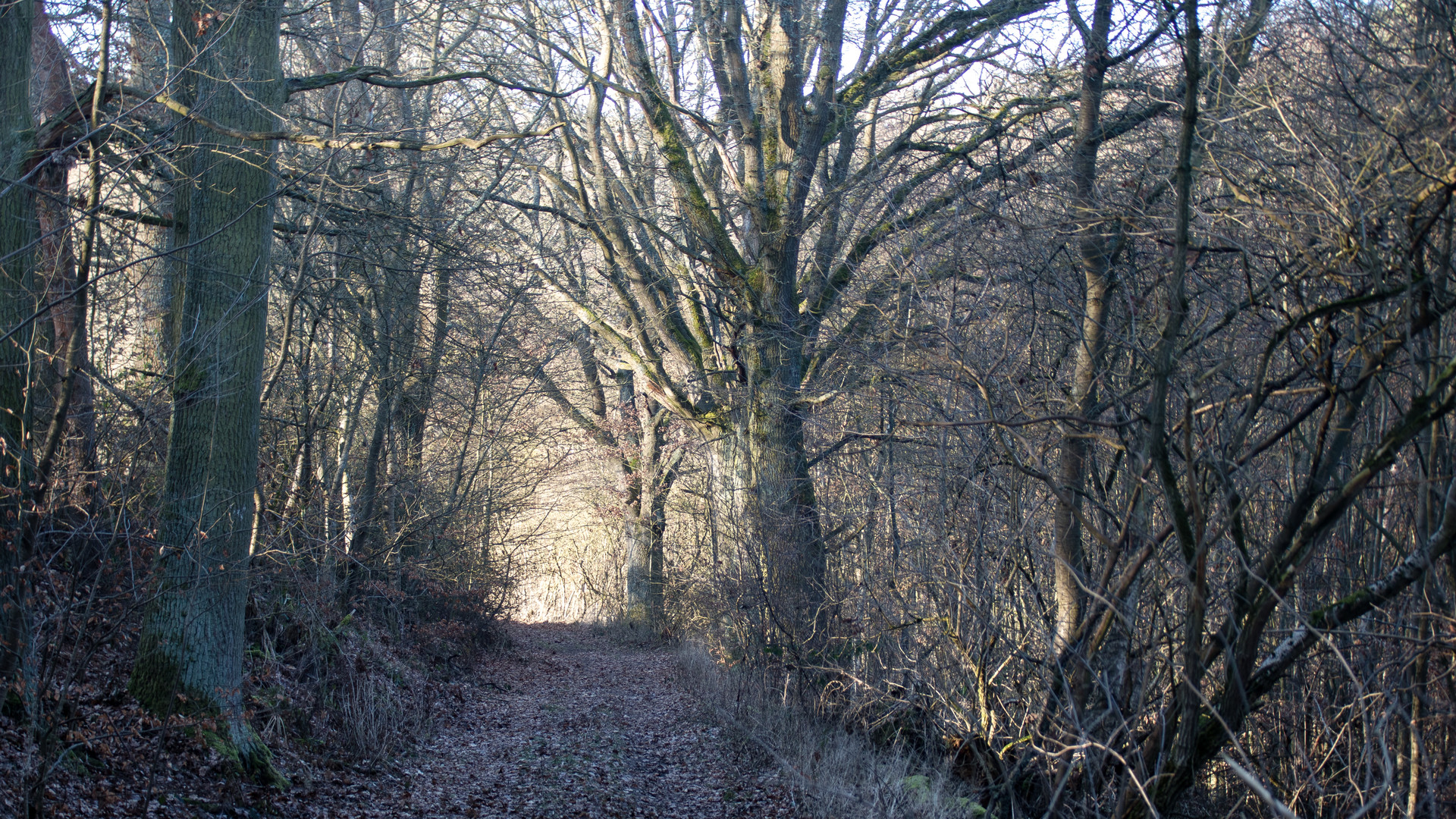 waldweg